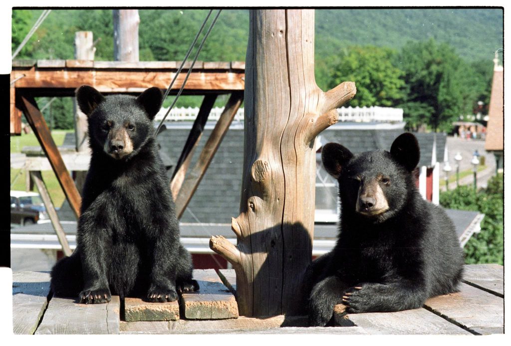 Clark's Bears - Franconia Notch Regional Chamber of Commerce