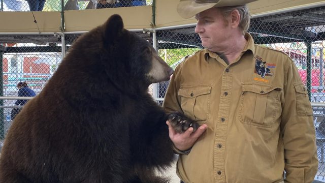 bear show