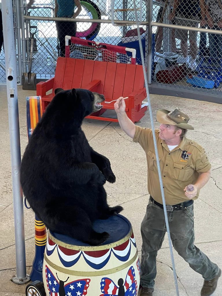 bear show2