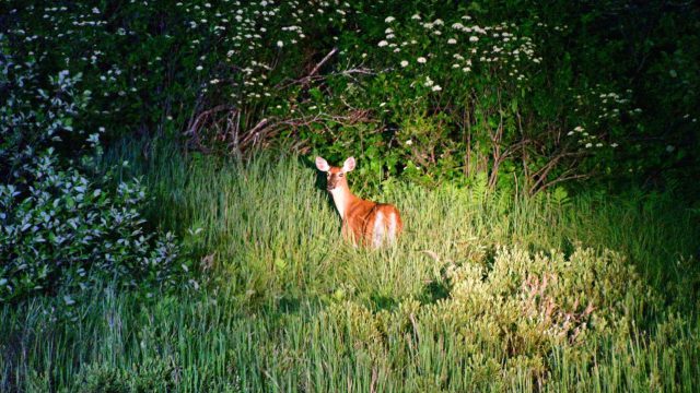deer sopt