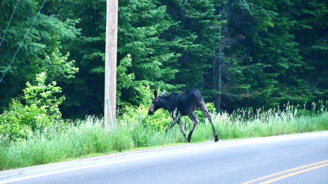 Gorham Moose Tours