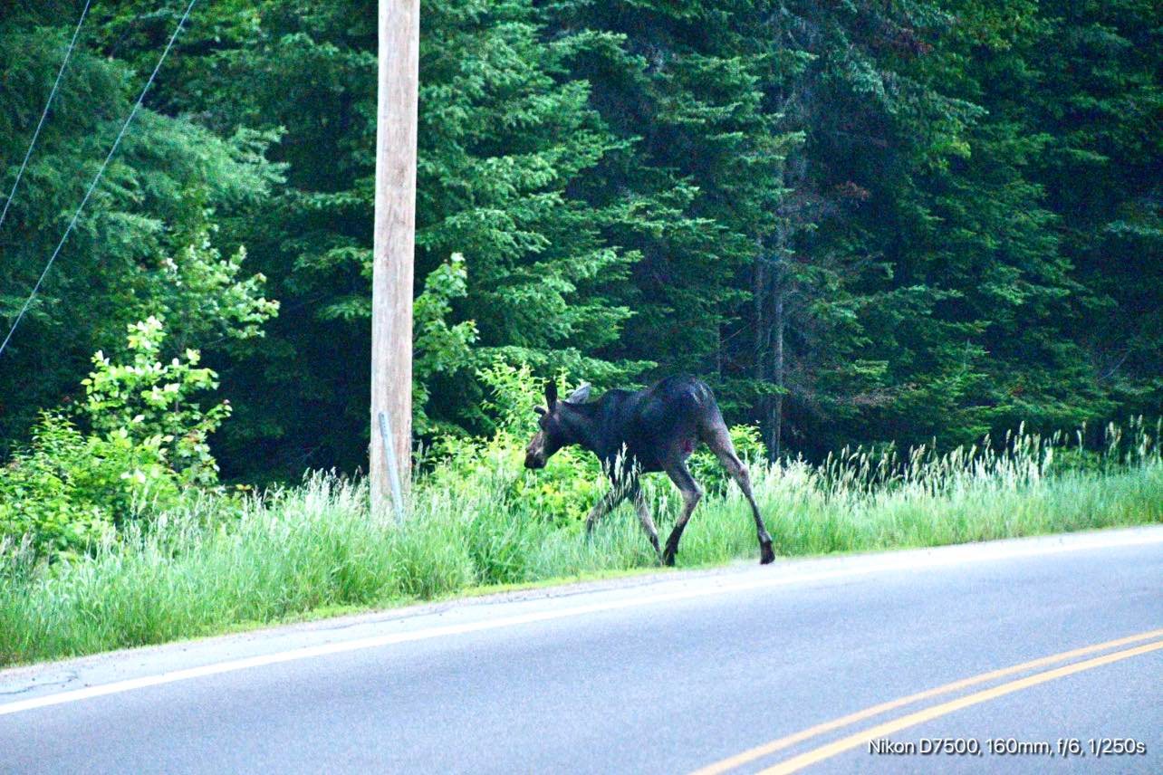 Gorham Moose Tours Franconia Notch Regional Chamber of Commerce