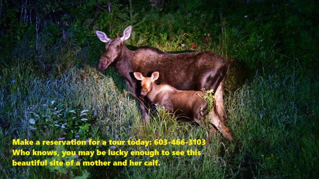 moose res