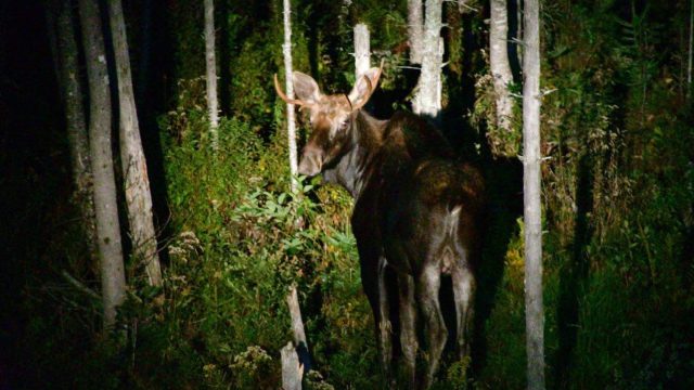 moose spot