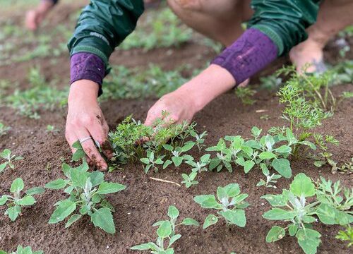 meadowstone farming
