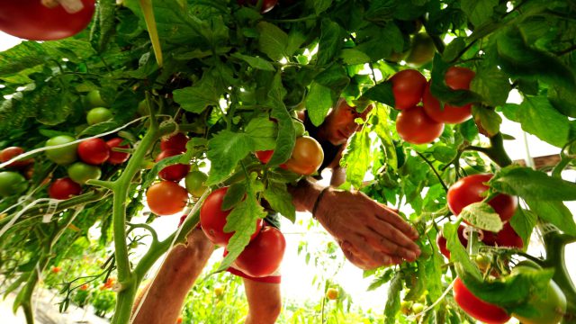 meadowstone tomatoes