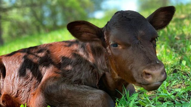 medowstone cow